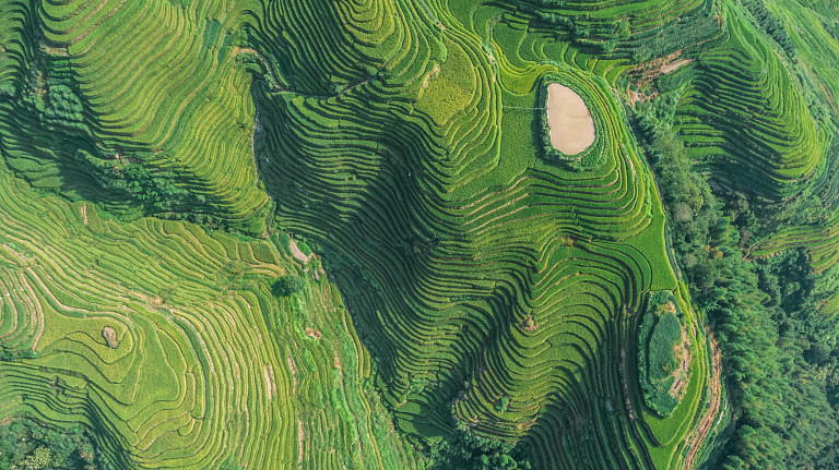 Terraced farmlands from above