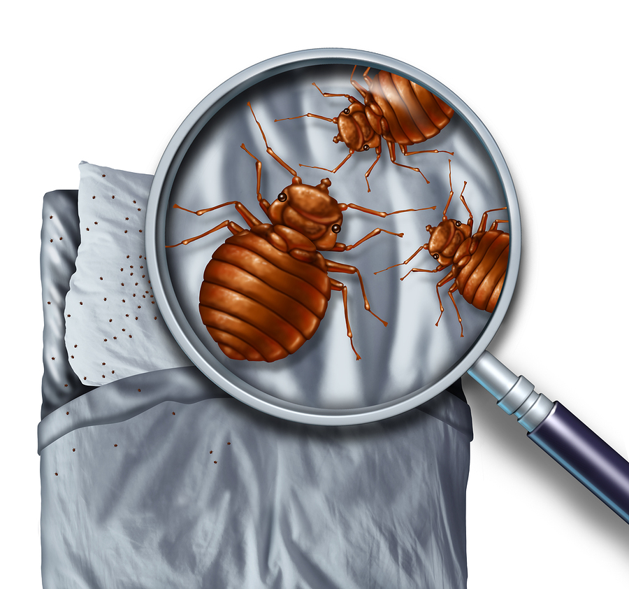 Safe Pest Control Strategies for Sustainable Living