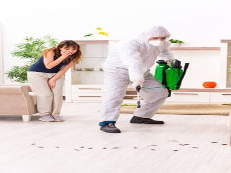 Pest Control Sydney: Tips for Effective Termite Prevention in Existing Structures