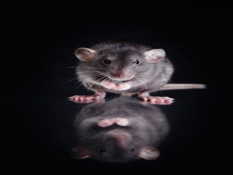 Winning the War Against Rats: Pest Control Success