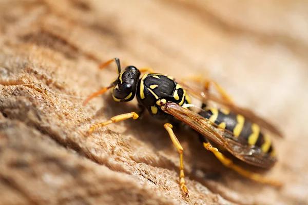 Comprehensive Wasp Control Services Sydney NSW