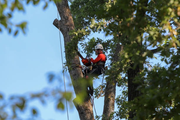 Why Homeowners Trust Tree Wise Men LLC for Safe Tree Services